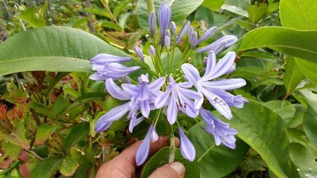 agapanthus bleo