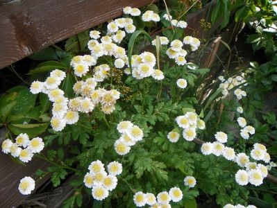 tanacetum parthenium dublu