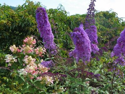 buddleja Empire Blue si hydrangea pan. Early Sensation