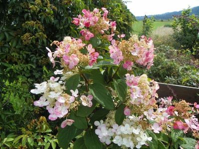 hydrangea paniculata Early Sensation