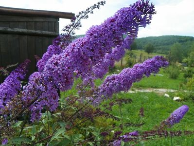 buddleja Empire Blue