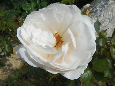 Ambridge Rose