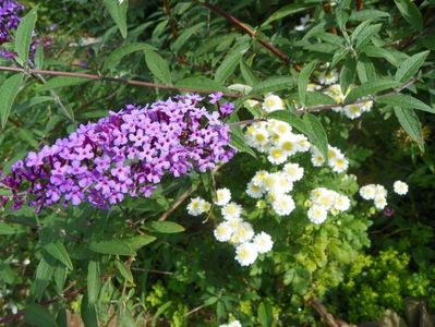 buddleja Empire Blue si tanacetum parthenium