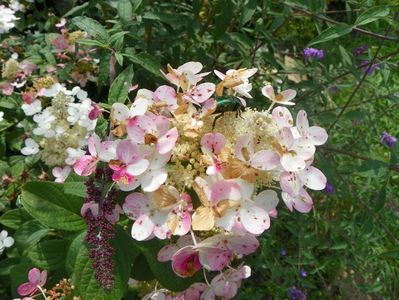 hydrangea paniculata Early Sensation