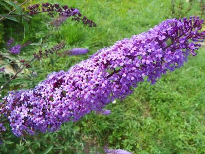 buddleja Empire Blue