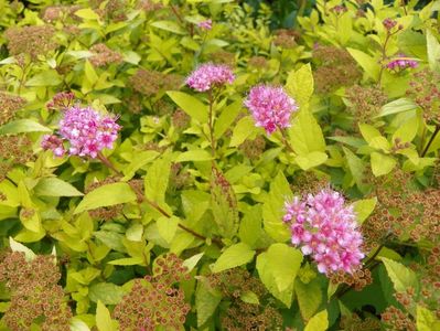 spiraea Gold Mound