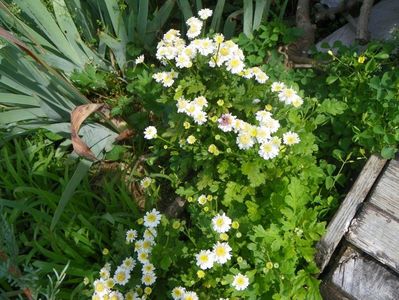 tanacetum parthenium