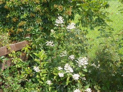 hydrangea paniculata Wim's Red