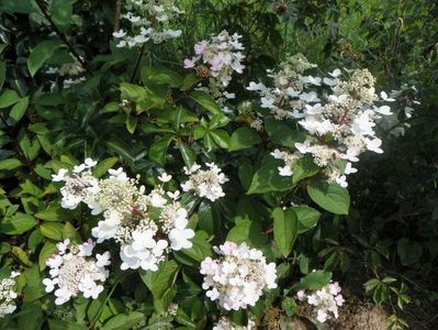 hydrangea paniculata Wim's Red