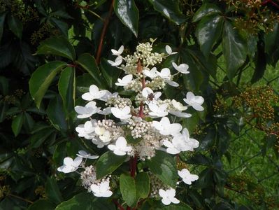 hydrangea paniculata Wim's Red