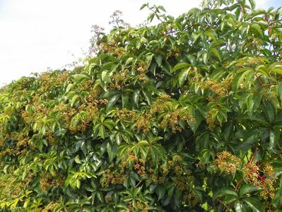 parthenocissus quinquefolia Red Wall