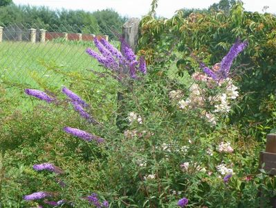 buddleja Empire Blue si hydrangea pan. Early Sensation