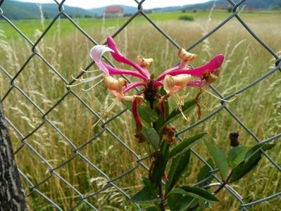 lonicera peryclimenum Serotina