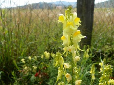 linaria vulgaris