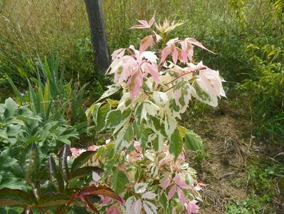 acer negundo Flamingo