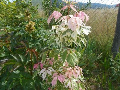 acer negundo Flamingo