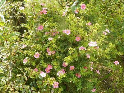 potentilla fruticosa Princess