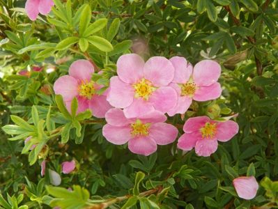 potentilla fruticosa Princess