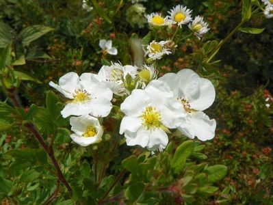 potentilla fruticosa Abbotswood