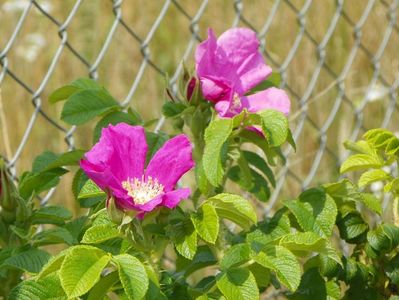 rosa rugosa Rubra