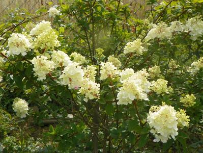 hydrangea paniculata Sundae Fraise