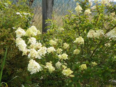 hydrangea paniculata Sundae Fraise