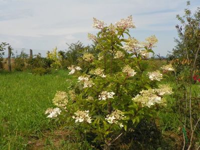 hydrangea paniculata Phantom