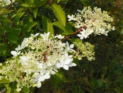 hydrangea paniculata Phantom