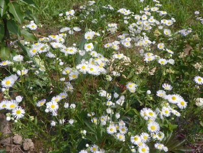 erigeron annuus