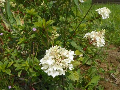 hydrangea paniculata Polar Bear