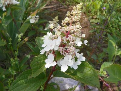 hydrangea paniculata Pinky Winky