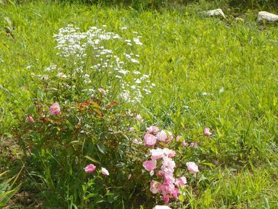 Mvr Nathalie Nypels si erigeron annuus