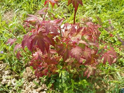 acer palmatum Asahi Zuru