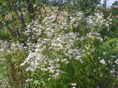 erigeron annuus