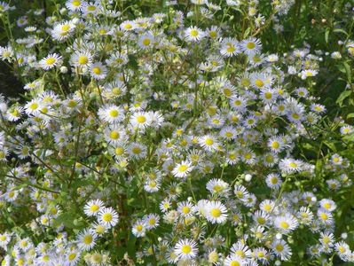 erigeron annuus