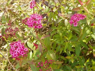 spiraea Anthony Waterer