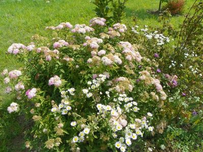 spiraea Genpei