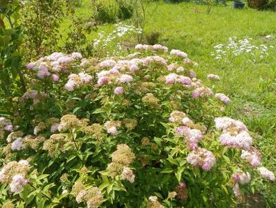 spiraea Genpei