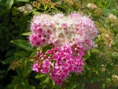 spiraea Genpei