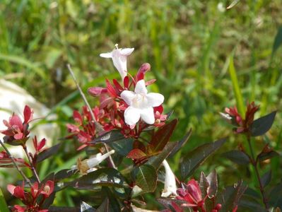 abelia grandiflora