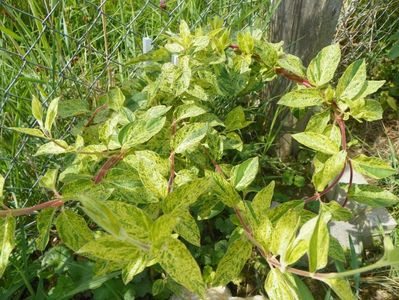 lonicera japonica Mint Crisp