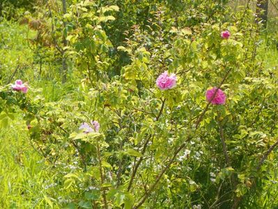 Autumn Damask