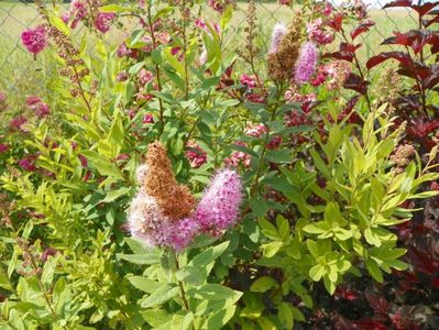 spiraea billardii Triumphans