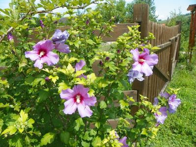 hibiscus syriacus