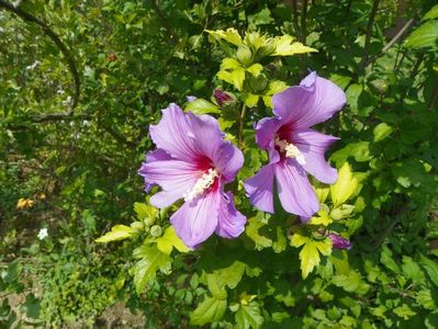 hibiscus syriacus