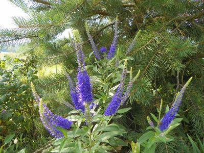 veronica spicata