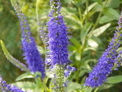 veronica spicata