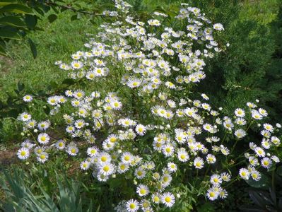 erigeron annuus