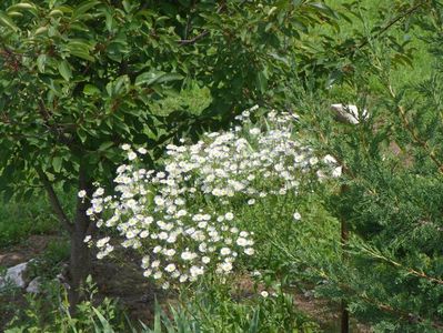 erigeron annuus