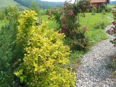 physocarpus Dart's Gold